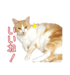 久野ネコちゃっぴー（個別スタンプ：3）