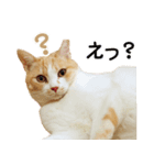 久野ネコちゃっぴー（個別スタンプ：4）