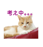 久野ネコちゃっぴー（個別スタンプ：5）