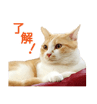 久野ネコちゃっぴー（個別スタンプ：6）