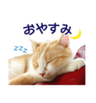 久野ネコちゃっぴー（個別スタンプ：7）