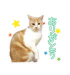 久野ネコちゃっぴー（個別スタンプ：8）