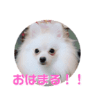 愛犬まる君（個別スタンプ：1）