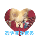 愛犬まる君（個別スタンプ：2）