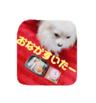 愛犬まる君（個別スタンプ：3）