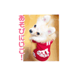 愛犬まる君（個別スタンプ：5）