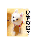 愛犬まる君（個別スタンプ：6）