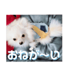 愛犬まる君（個別スタンプ：7）