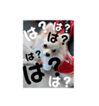 愛犬まる君（個別スタンプ：8）