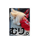 愛犬まる君（個別スタンプ：9）