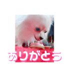 愛犬まる君（個別スタンプ：10）