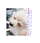 愛犬まる君（個別スタンプ：11）
