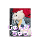 愛犬まる君（個別スタンプ：13）