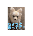 愛犬まる君（個別スタンプ：14）