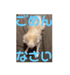 愛犬まる君（個別スタンプ：15）