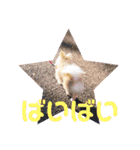 愛犬まる君（個別スタンプ：16）