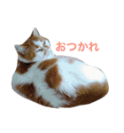 ミーちゃんのスタンプ（個別スタンプ：2）