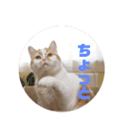 ミーちゃんのスタンプ（個別スタンプ：9）