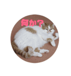 ミーちゃんのスタンプ（個別スタンプ：10）