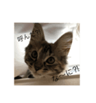 ＊ショコラの日常＊（個別スタンプ：1）