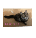 ＊ショコラの日常＊（個別スタンプ：2）