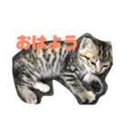 我が家のアイドル猫達（個別スタンプ：1）