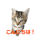 我が家のアイドル猫達（個別スタンプ：2）