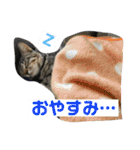 我が家のアイドル猫達（個別スタンプ：4）