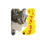 我が家のアイドル猫達（個別スタンプ：7）