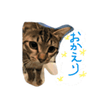 我が家のアイドル猫達（個別スタンプ：8）