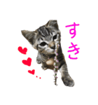 我が家のアイドル猫達（個別スタンプ：11）