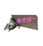我が家のアイドル猫達（個別スタンプ：13）