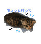 我が家のアイドル猫達（個別スタンプ：14）
