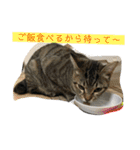 我が家のアイドル猫達（個別スタンプ：19）