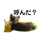 我が家のアイドル猫達（個別スタンプ：20）