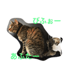 我が家のアイドル猫達（個別スタンプ：22）