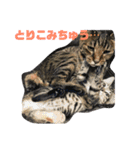 我が家のアイドル猫達（個別スタンプ：24）