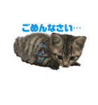 我が家のアイドル猫達（個別スタンプ：25）