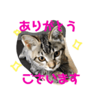 我が家のアイドル猫達（個別スタンプ：26）