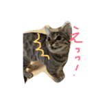 我が家のアイドル猫達（個別スタンプ：27）