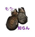 我が家のアイドル猫達（個別スタンプ：29）