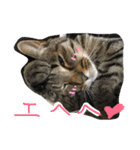 我が家のアイドル猫達（個別スタンプ：30）
