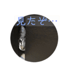 我が家のアイドル猫達（個別スタンプ：32）