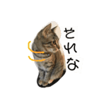 我が家のアイドル猫達（個別スタンプ：33）