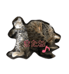 我が家のアイドル猫達（個別スタンプ：37）