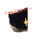 クロちゃま2（個別スタンプ：6）