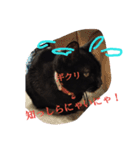 クロちゃま2（個別スタンプ：10）