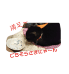 クロちゃま2（個別スタンプ：15）
