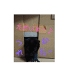 クロちゃま2（個別スタンプ：21）