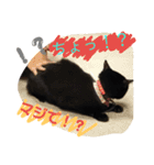 クロちゃま3（個別スタンプ：2）